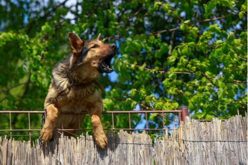 Barking German Shepherd Santa Ana dog bite lawyer concept
