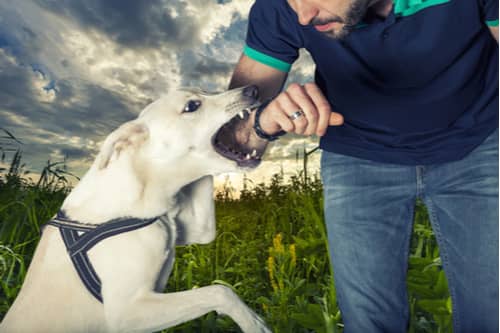 Dog biting arm of man Victorville dog bit lawyer concept